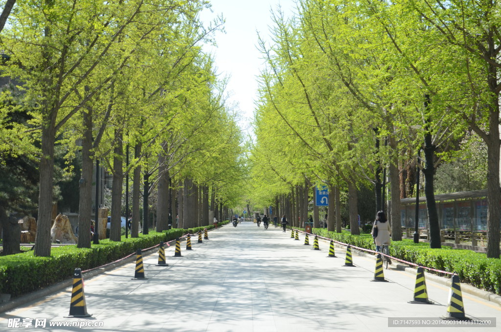 北京林业大学的银杏