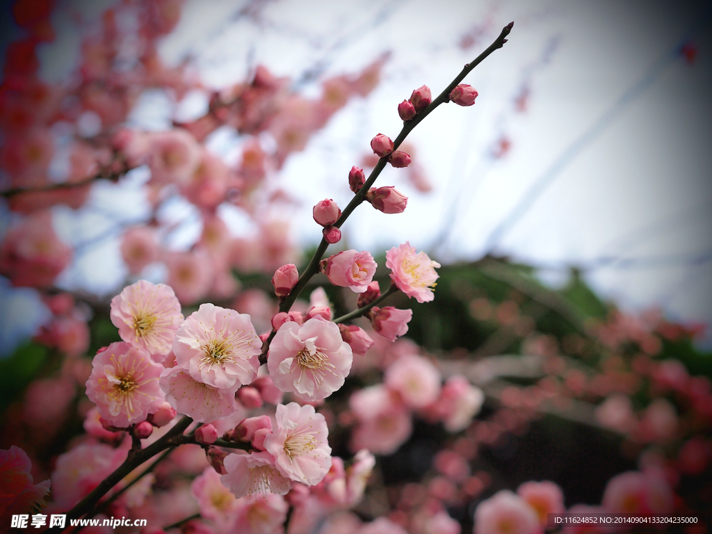 桃花