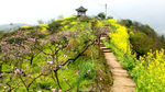 桃花山