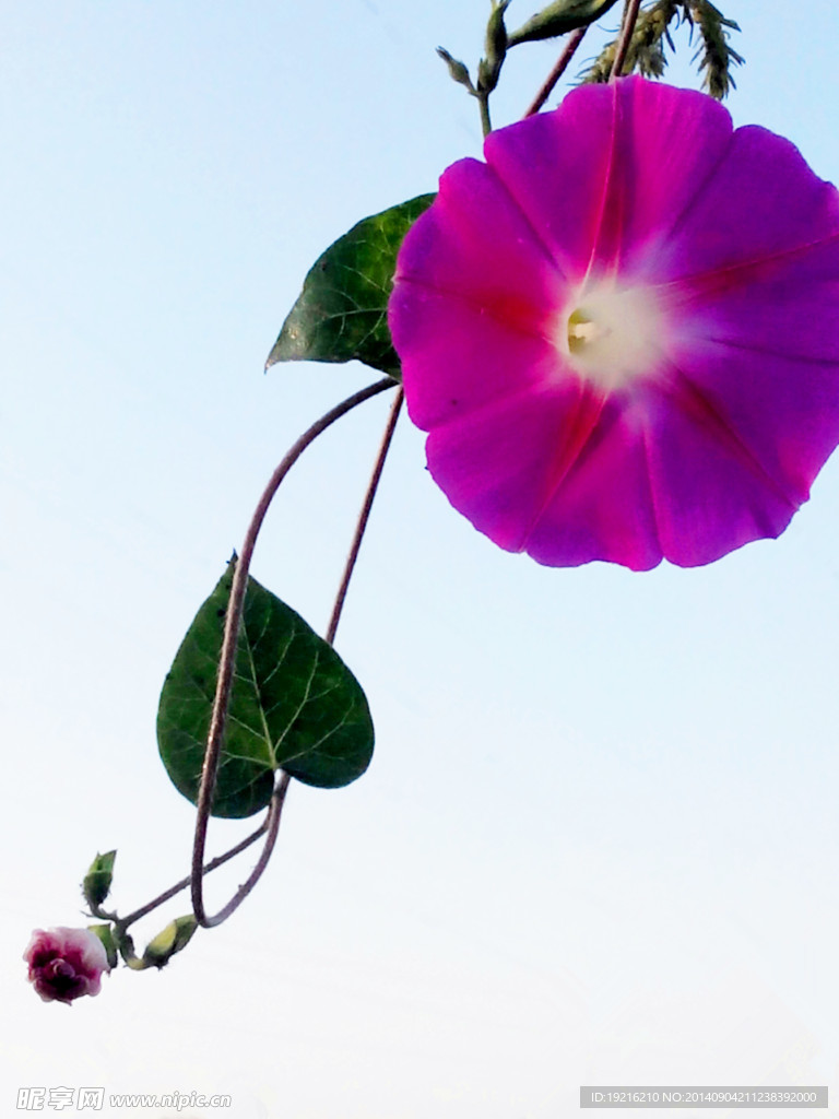 牵牛花