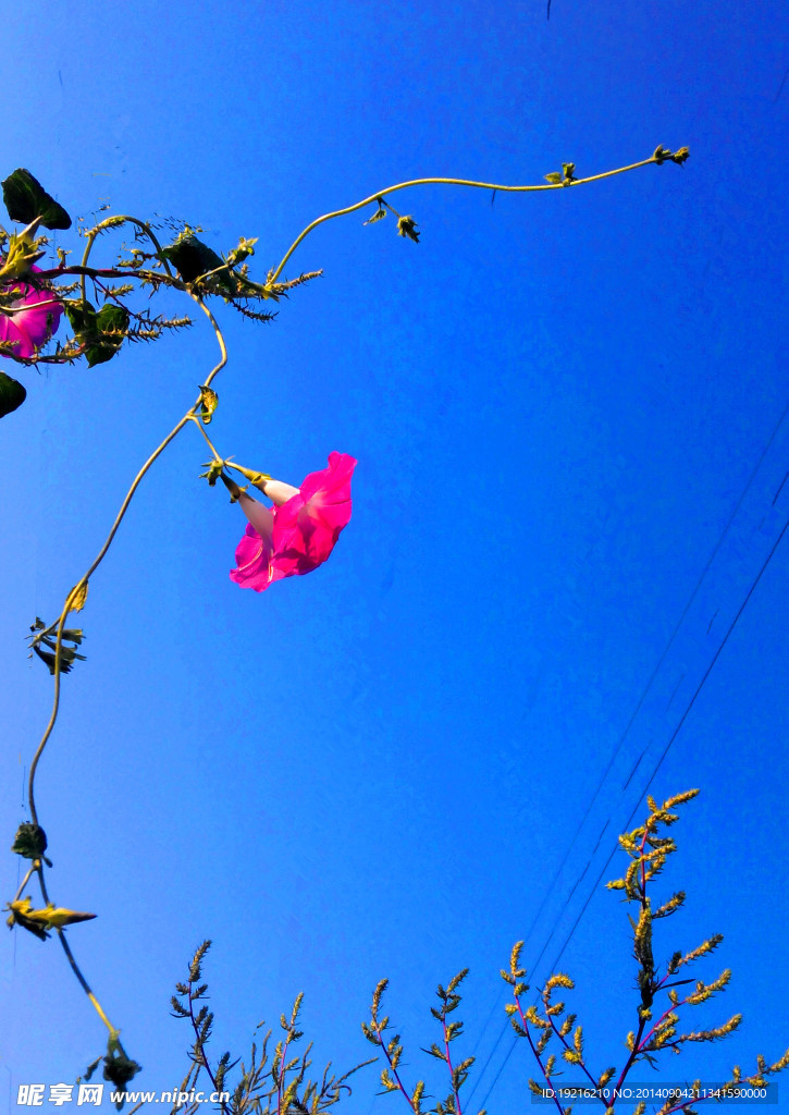 牵牛花
