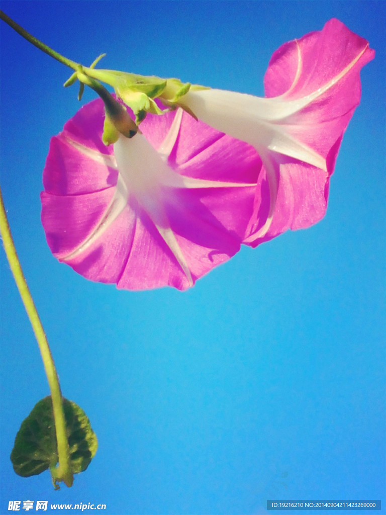 牵牛花