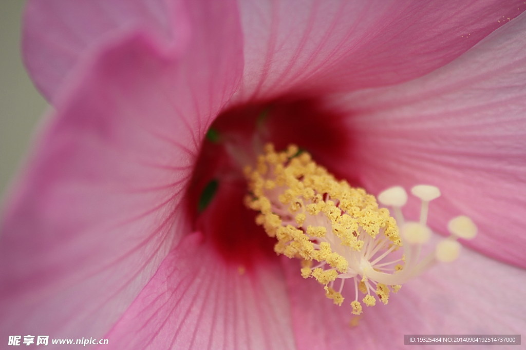 花蕊