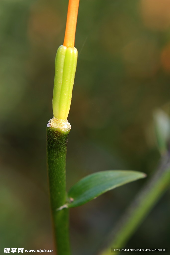 花蕊