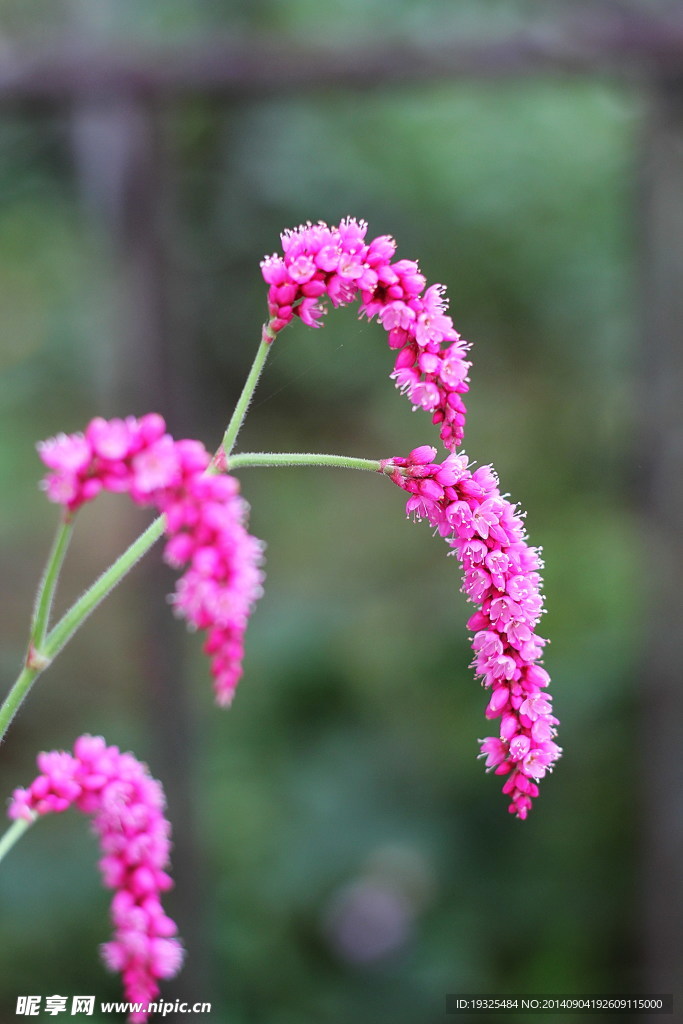 花卉