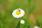 蜜蜂采蜜