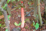 野生菌