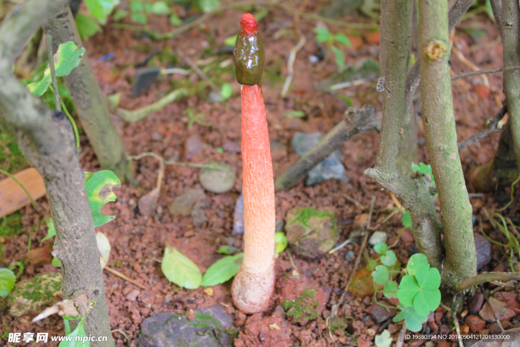 野生菌