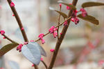 春花