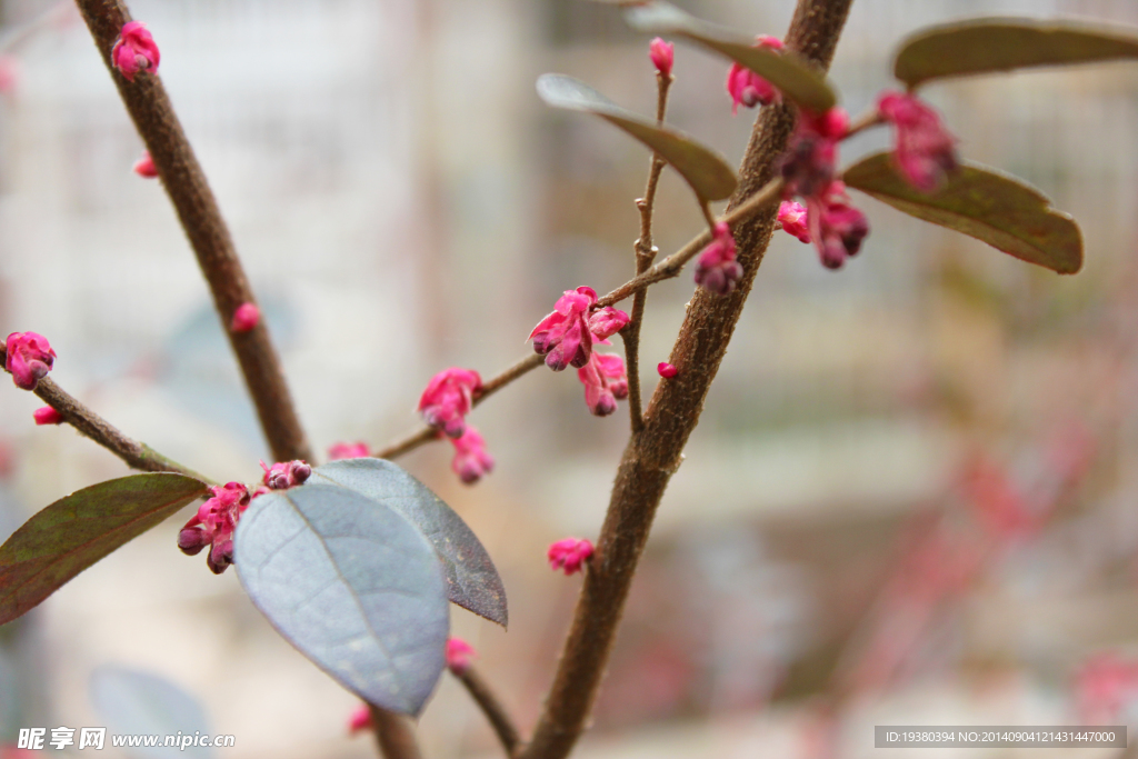 春花