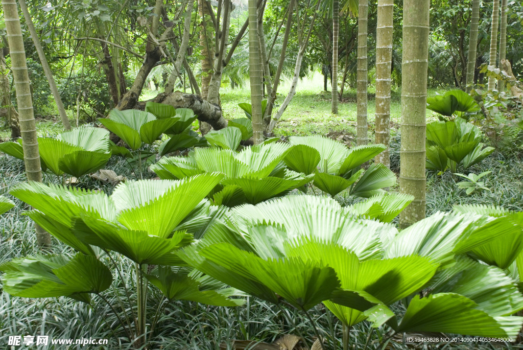 海南兴隆植物园花卉