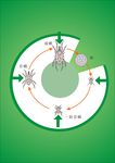 螨虫生长过程矢量图片
