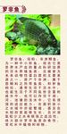 罗非鱼