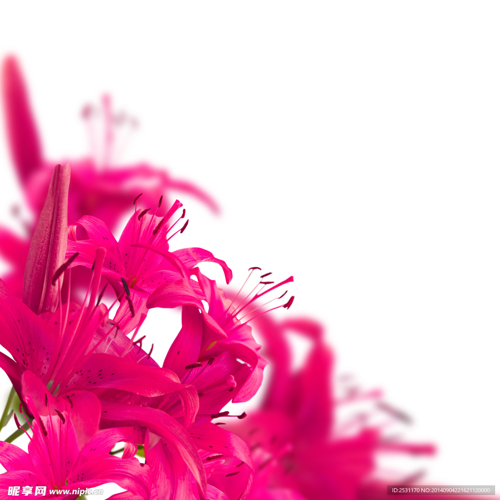 百合花