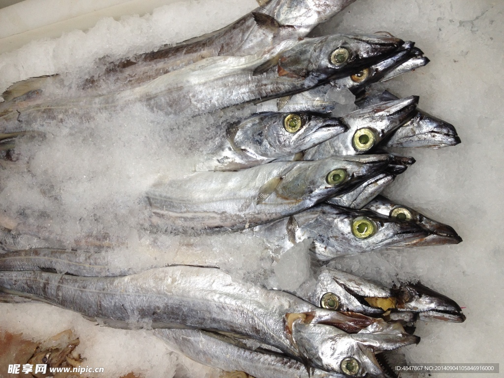 红带鱼是什么？东山岛野生海鲜红带鱼，以嫩出名，肉肥刺少，清蒸最佳。