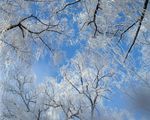 雪景树