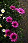 雏菊