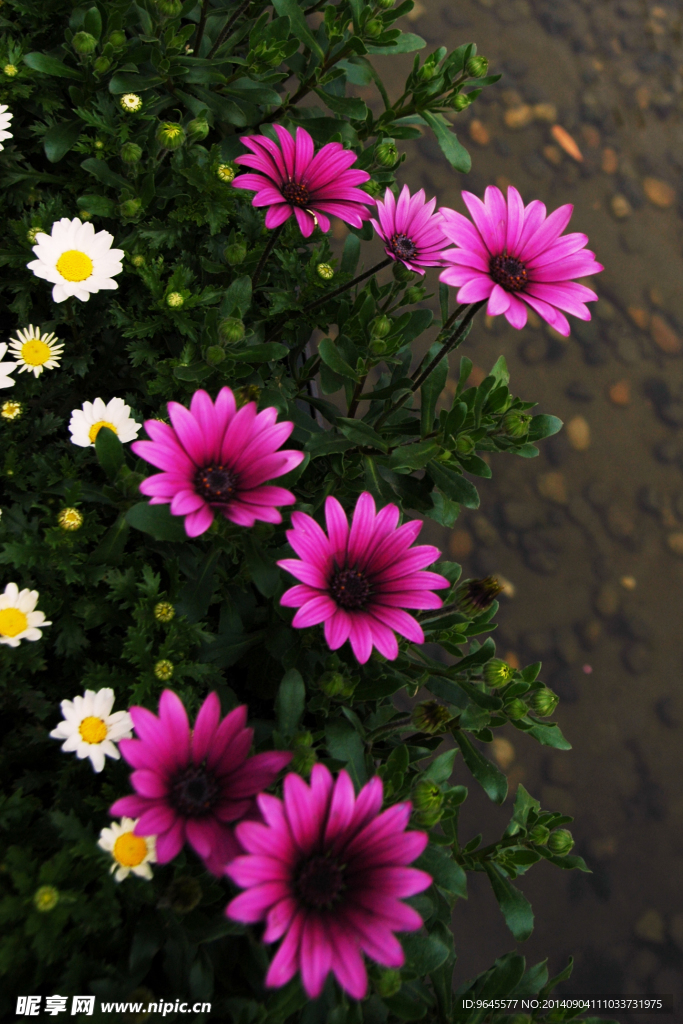 雏菊