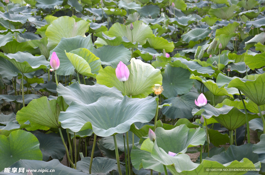荷花池