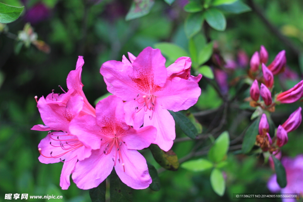 杜鹃花
