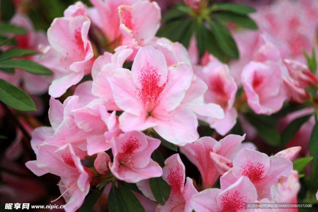 杜鹃花