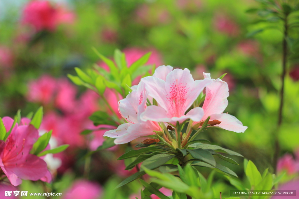 杜鹃花