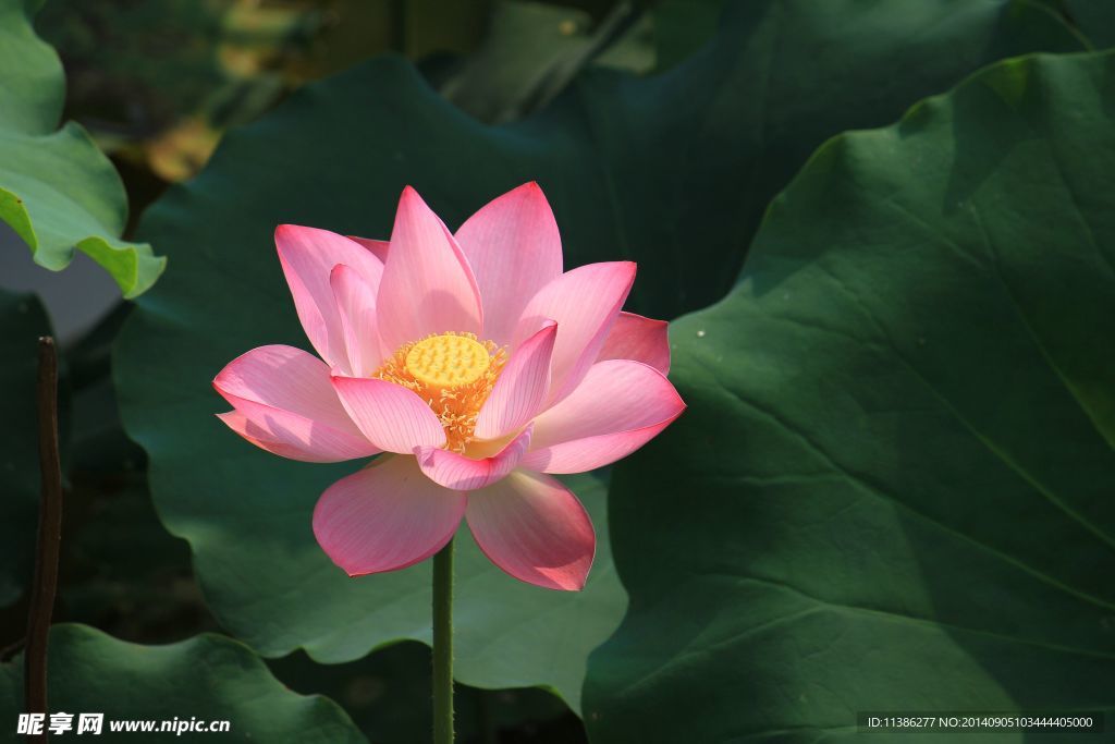 荷花
