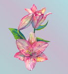 手绘百合花