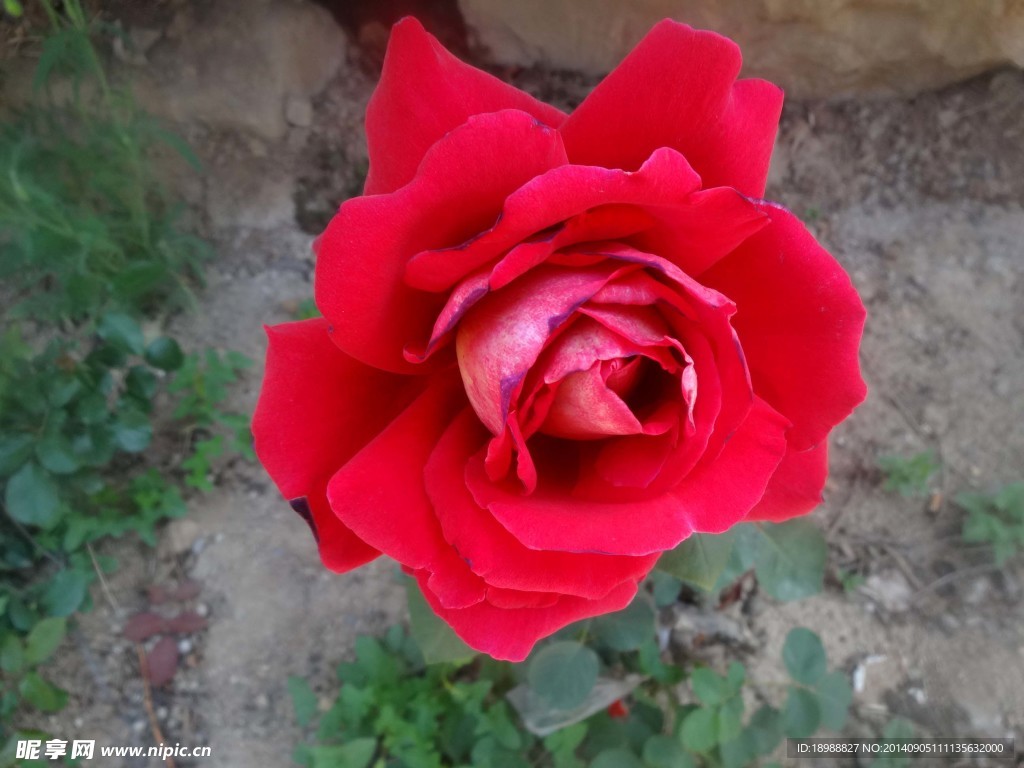 月季花