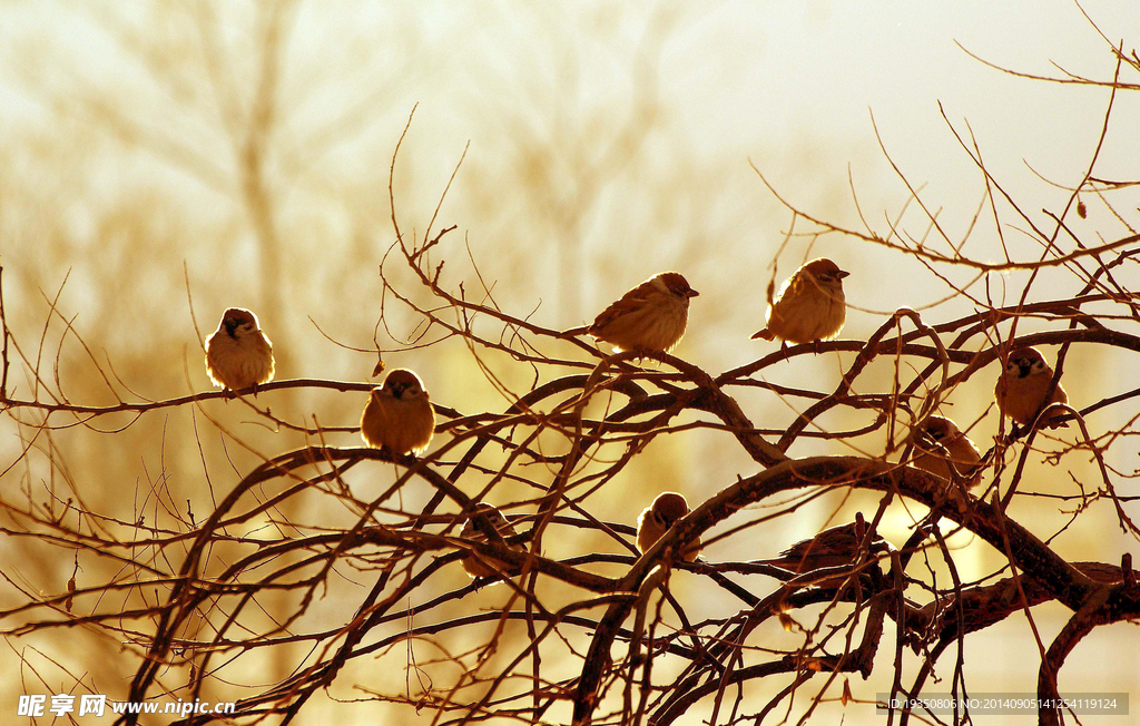 早晨群栖的麻雀