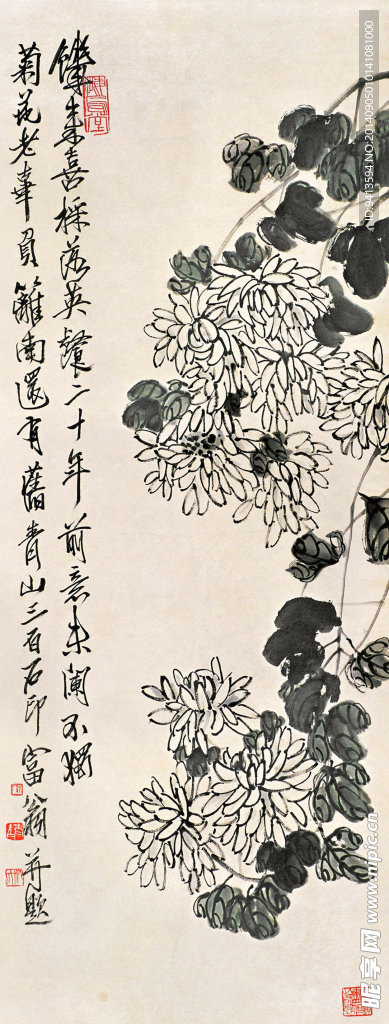 白菊