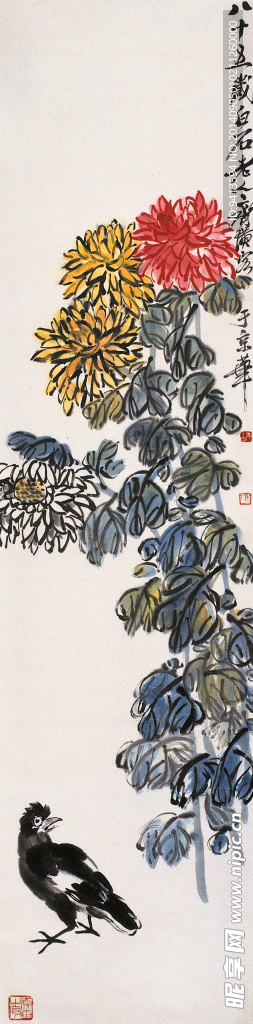 秋菊八哥