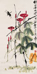 牵牛蜻蜓