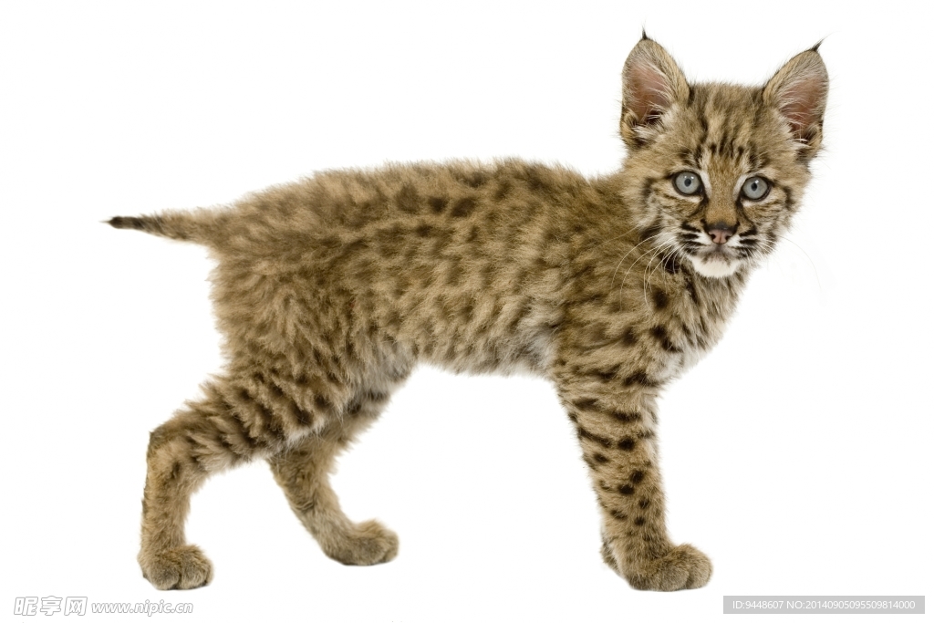 野生豹猫