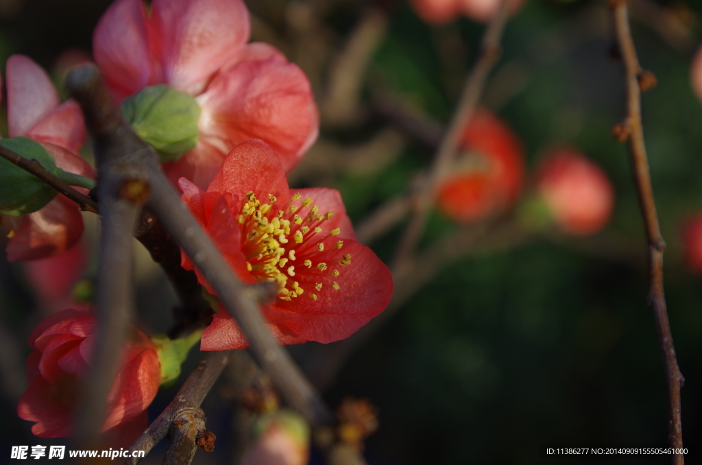 桃花