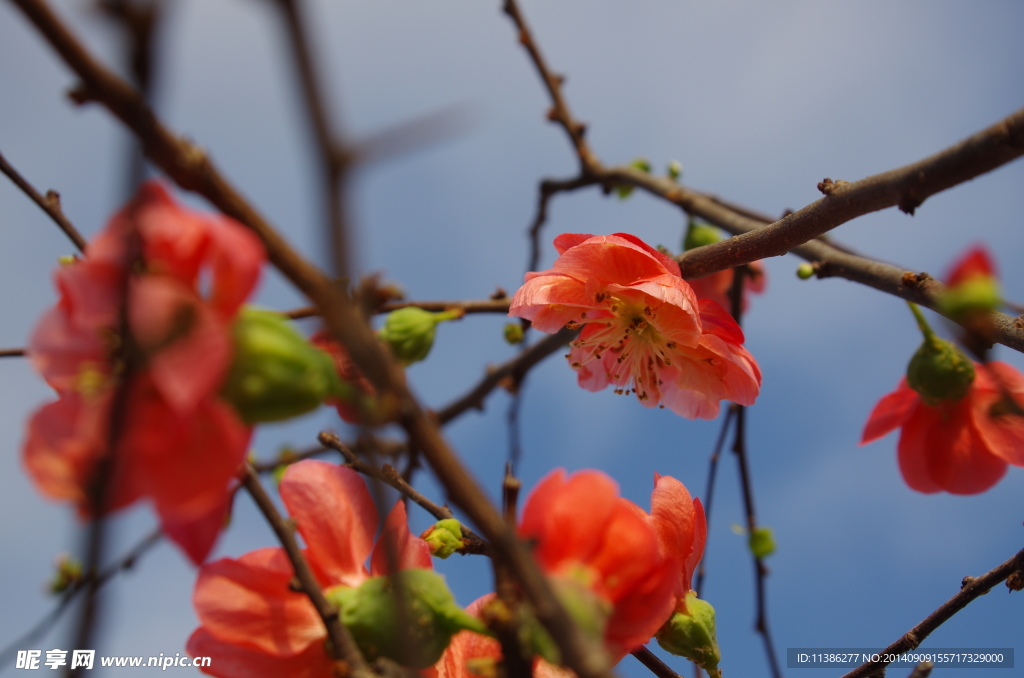 桃花