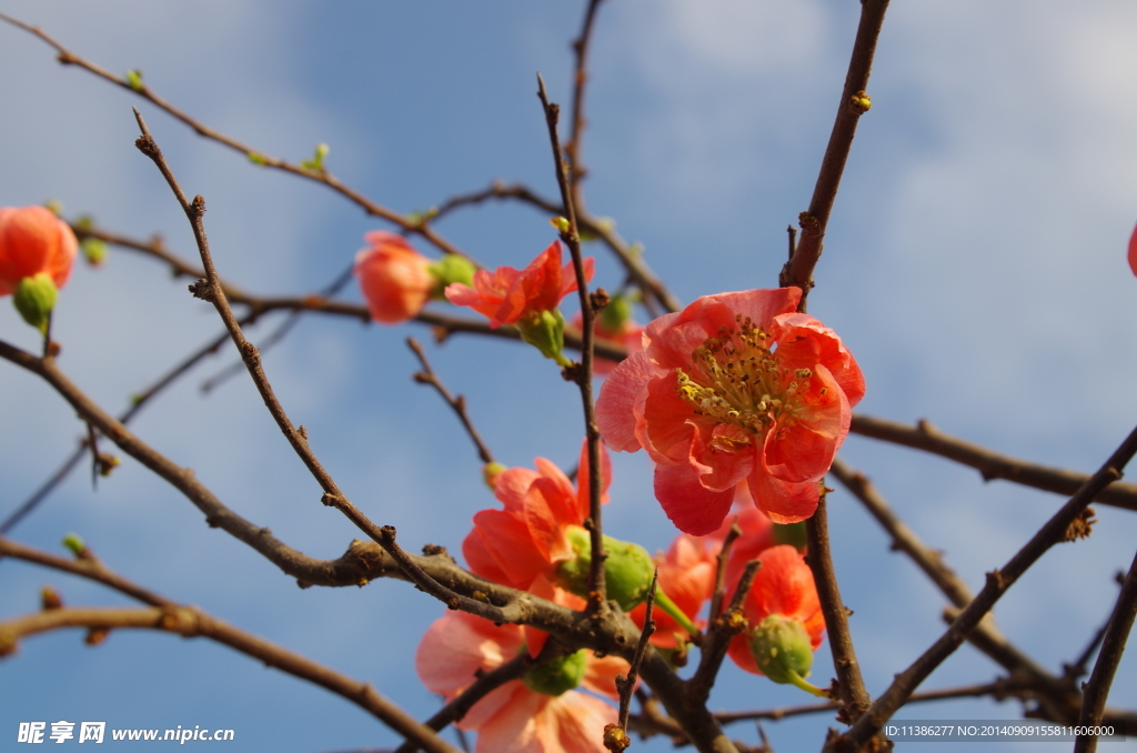 桃花