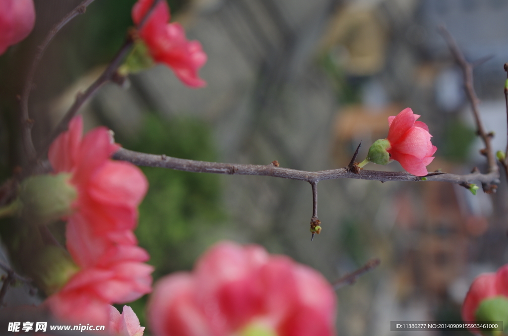 桃花
