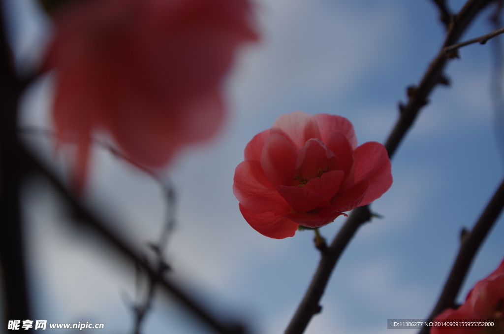 桃花