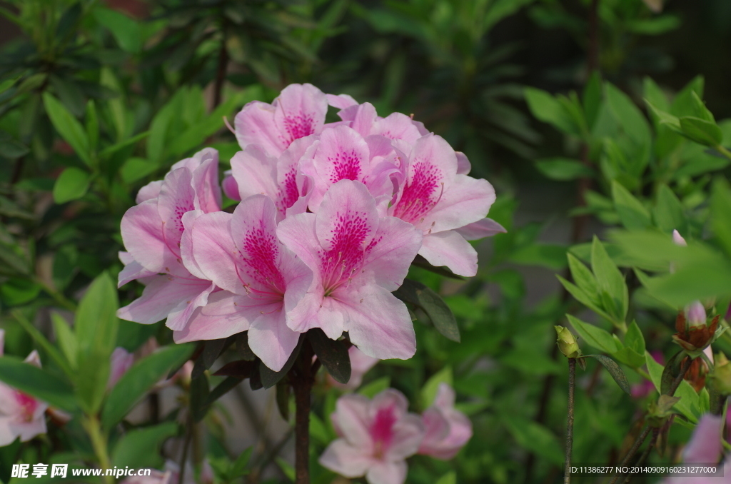 杜鹃花
