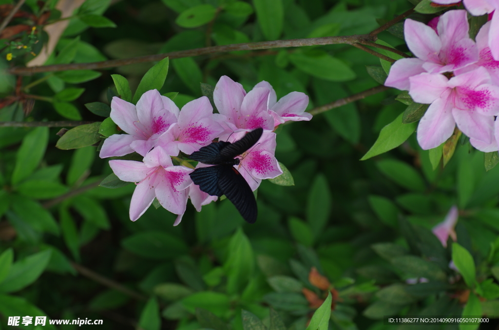 杜鹃花