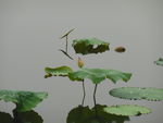 莲