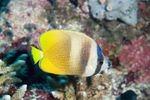 热带鱼 海洋 海洋生物