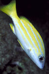 海洋生物 海洋 热带鱼