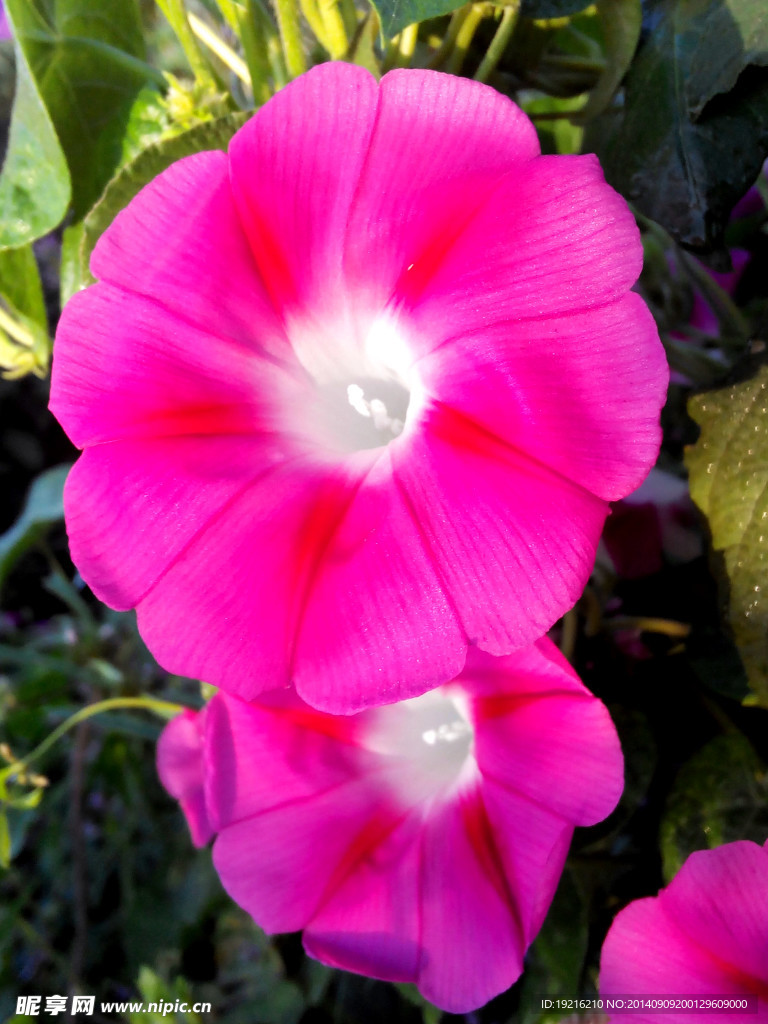 牵牛花