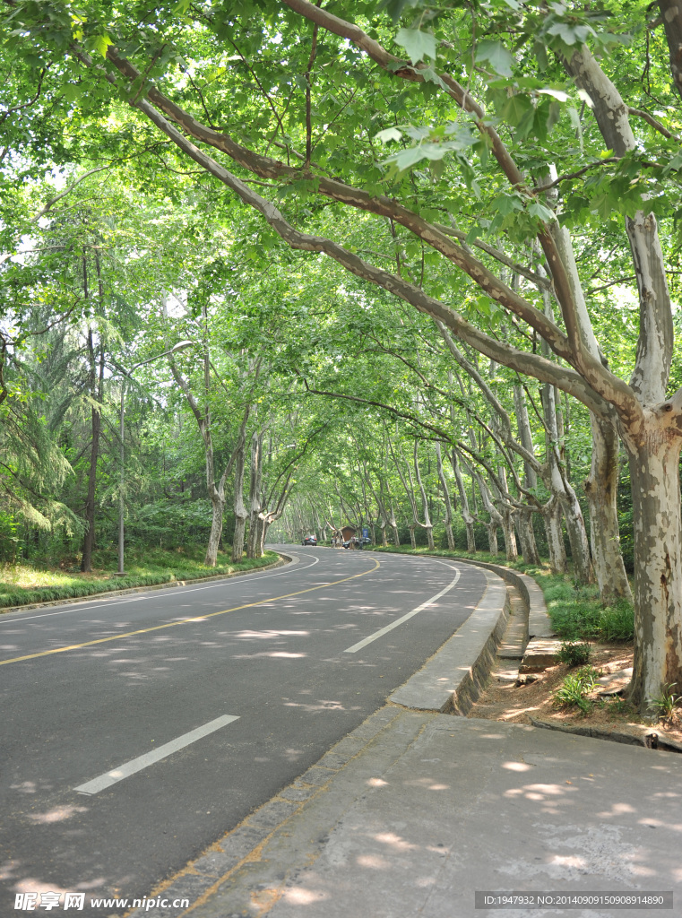 南京梧桐大道