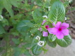 长春花