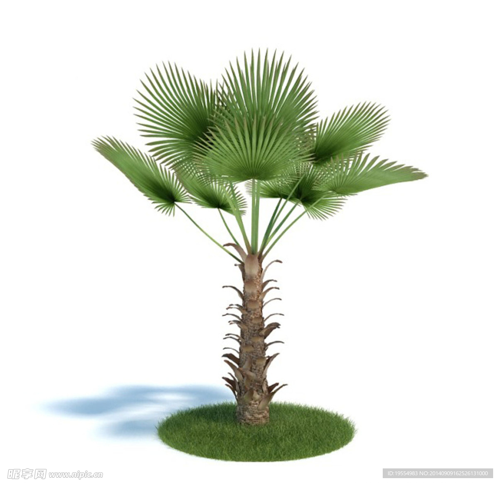 植物