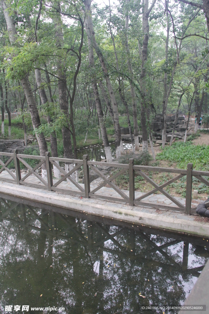 林木水面