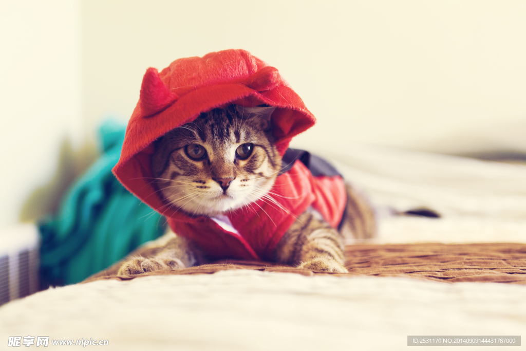 宠物猫